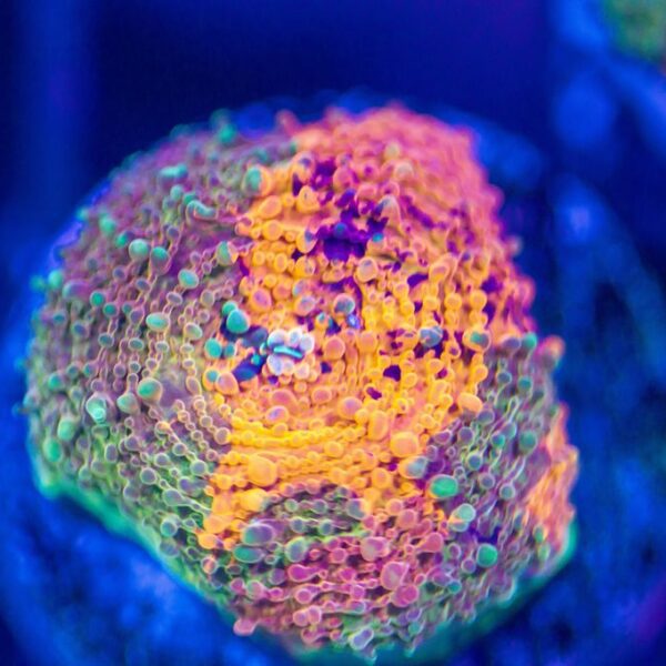 BSA Paint Spill Echinata