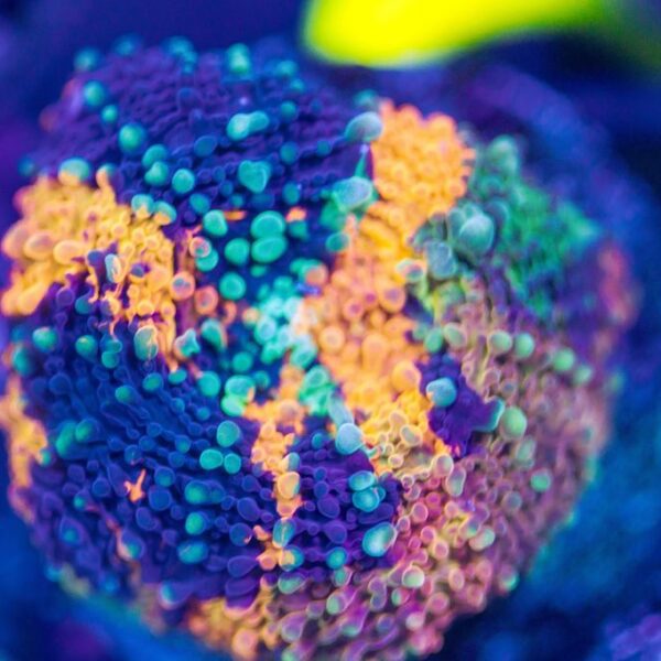 BSA Paint Spill Echinata