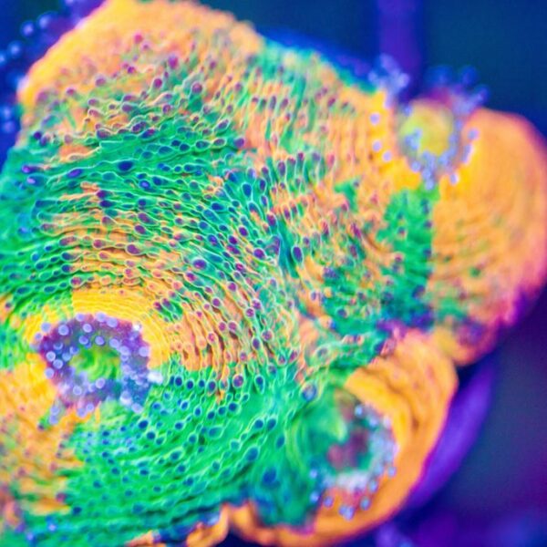 Lg BSA Candy Crush Echinata