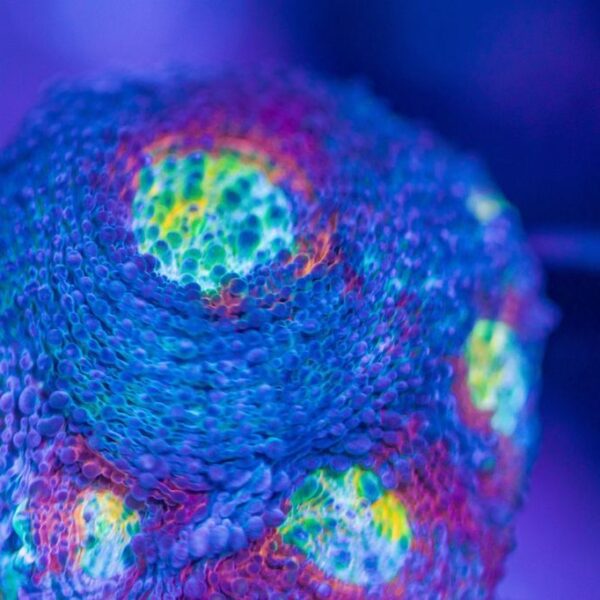 Lg Jason Fox Sunset Echinata