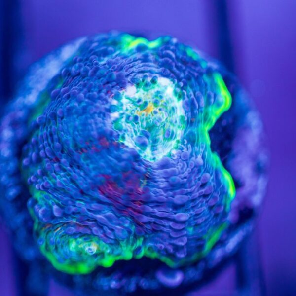 Jason Fox Sunset Echinata