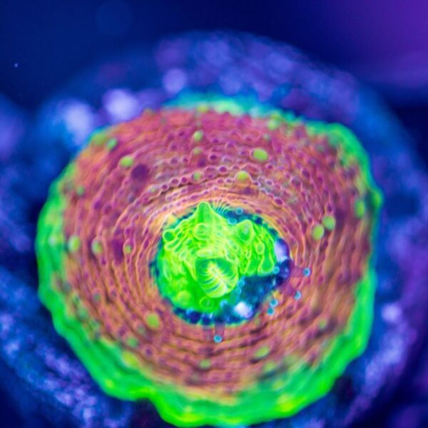 Jason Fox Mango Tango Echinata