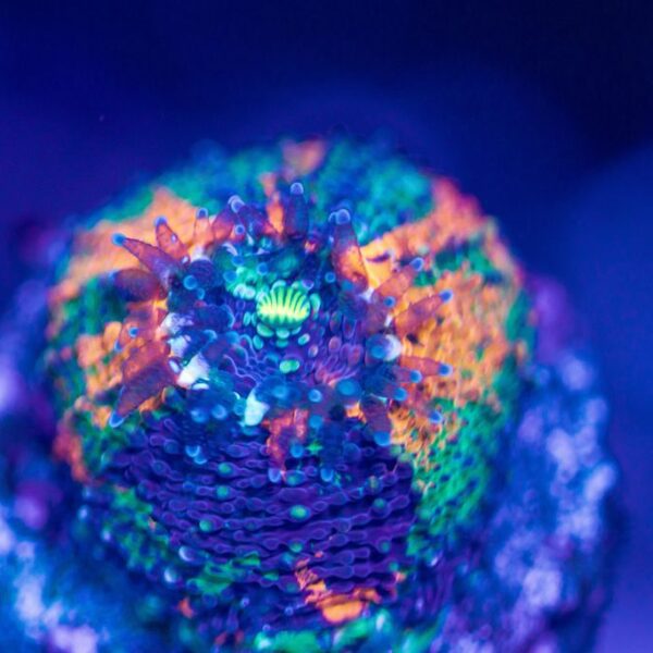 BSA Blueberry Blast Echinata