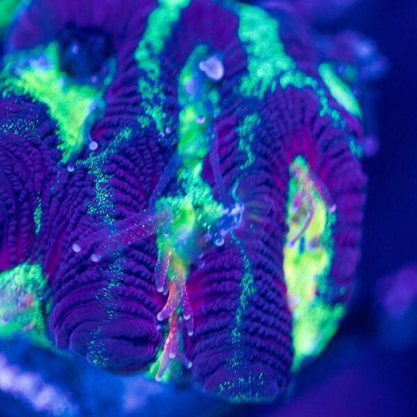 Lg BSA Crazy Train Favia