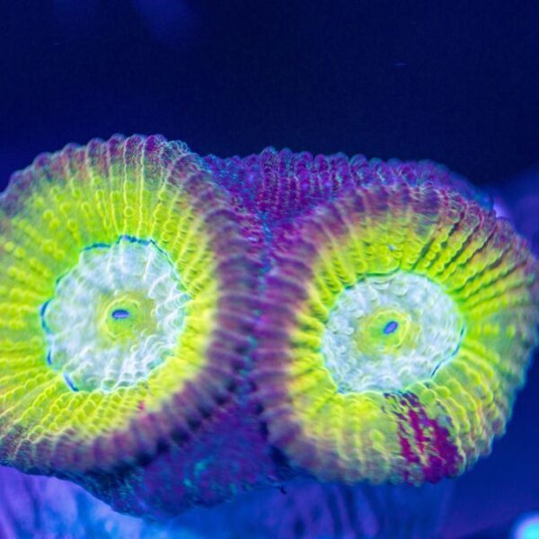 BSA Effervescent Favia