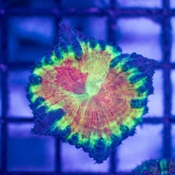 One Of A Kind Blasto