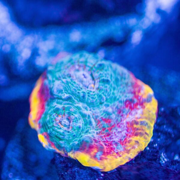 BSA Flaming Flamethrower Chalice