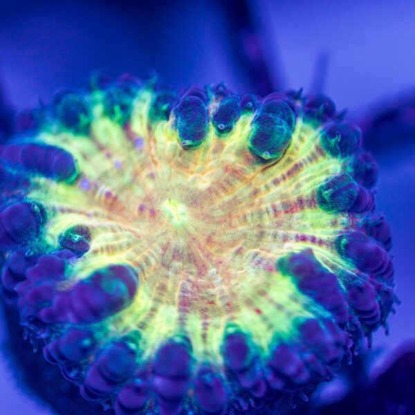 Amazing Rainbow Blasto