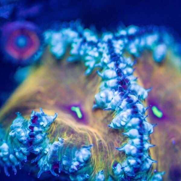 Rare Yellow Rainbow Blastos