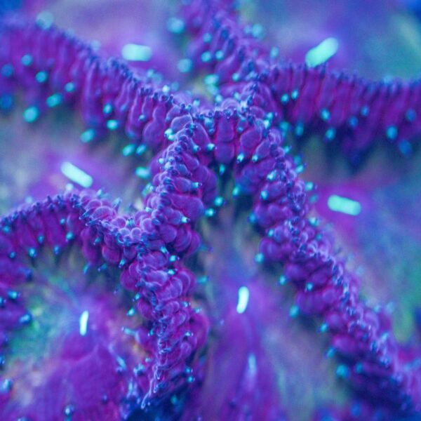 Unique Blasto Colony