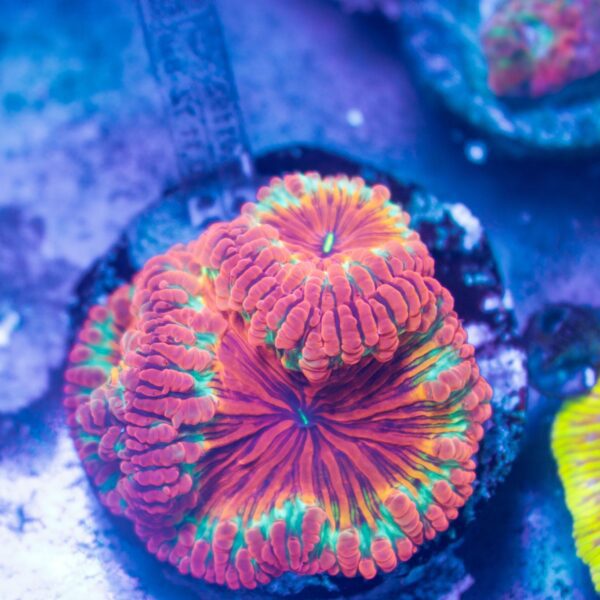 Rainbow Blasto Colony
