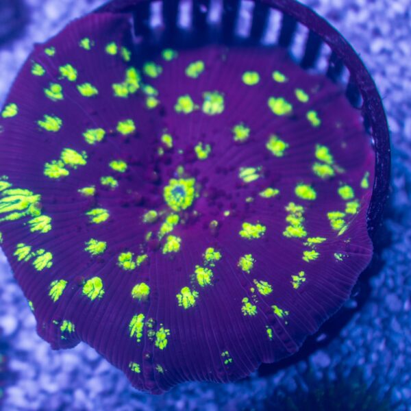 XL BSA Goldspot Mushroom