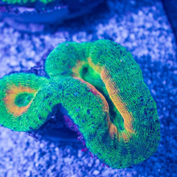 Neon Green/Orange Lobo