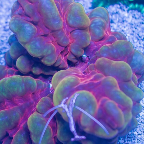 Incredible Rainbow Cynarina