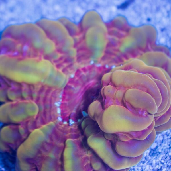 Very Rare Rainbow Flame Cynarina