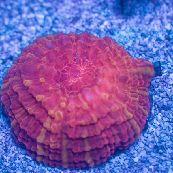 Small Ultra Cynarina