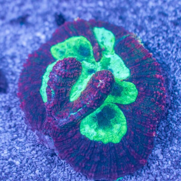 Stunning Rainbow Symphyllia