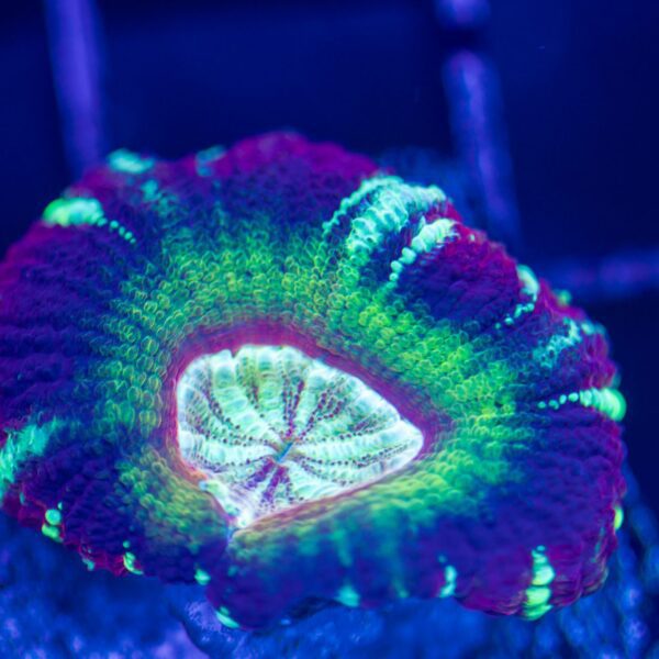 Rainbow Bullseye Asia Acan