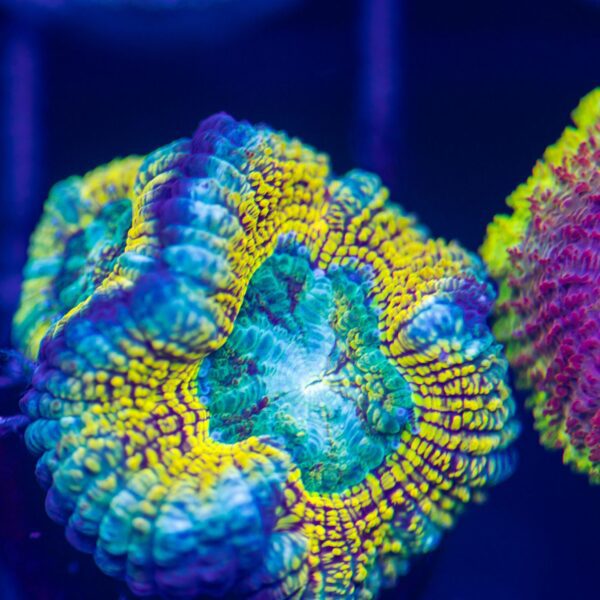 BSA Og Hologram Acans