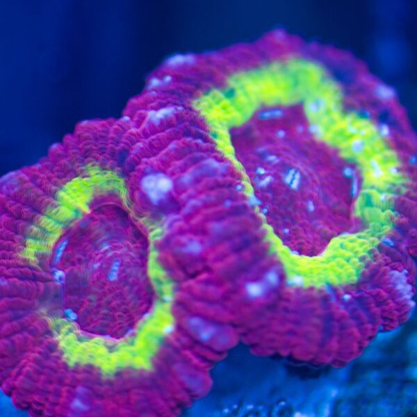 Neon Red/Yellow Asia Acans