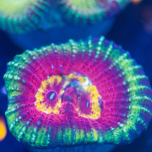 Cherry Corals Meltdown Favia