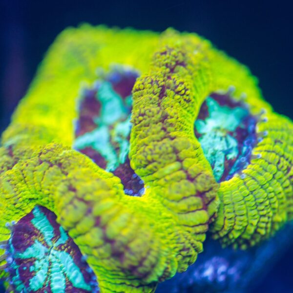 Incredible Yellow/Blue Asia Acans
