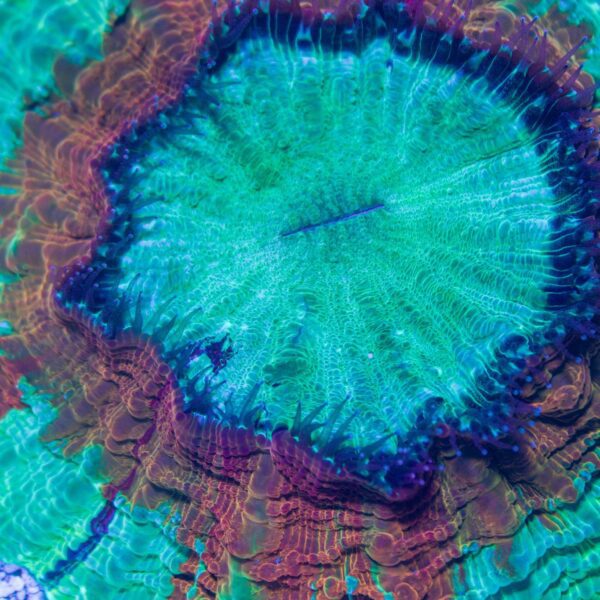 Rainbow Acanthphyllia