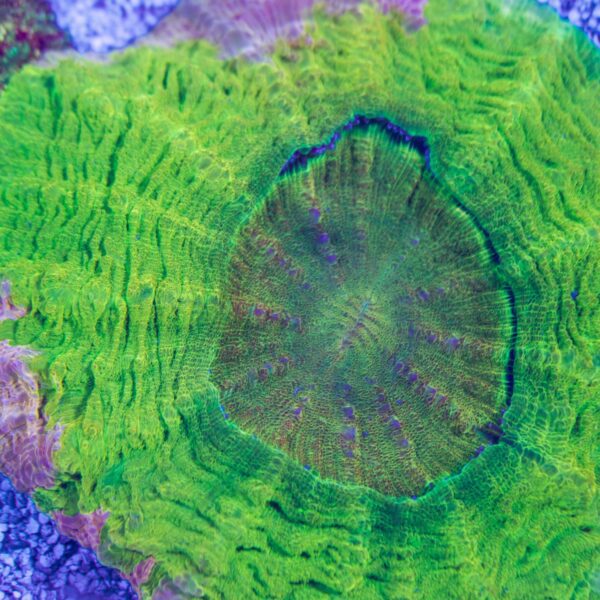 Rare Neon Yellow/Pink Rim Acanthophyllia