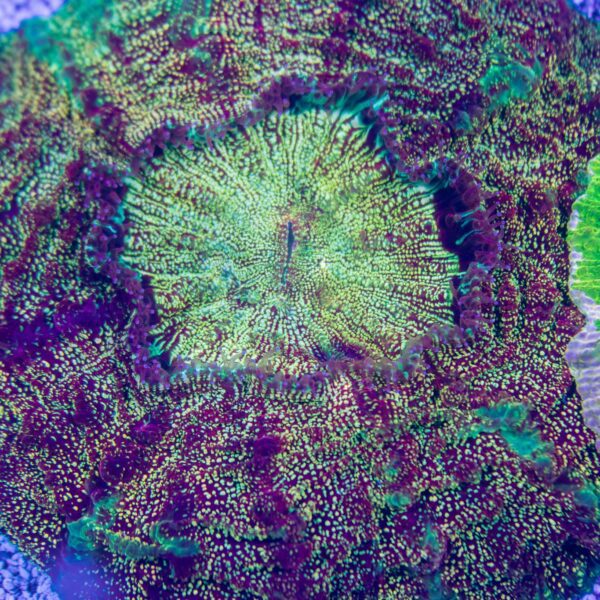 Spectacular Glitter Acanthophyllia