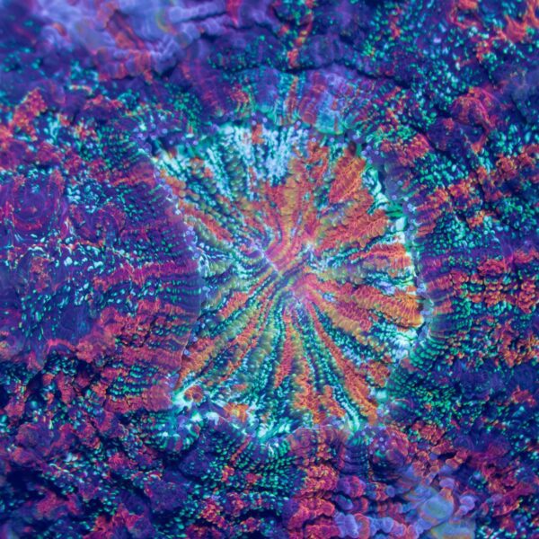 Rainbow Glitter Acanthophyllia