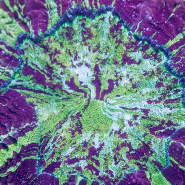 Incredible Jawbreaker Acanthophyllia