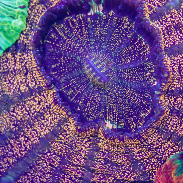 Neon Orange Glitter Acanthophyllia