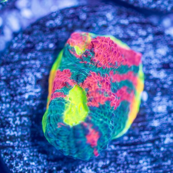 Wwc Jellybean Chalice
