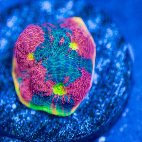 Wwc Jellybean Chalice