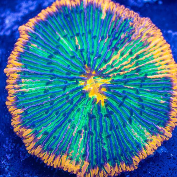 Insane Rainbow Plate