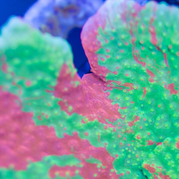 Wwc Grafted Monti-Price Per Frag