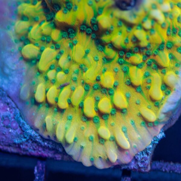 Jason Fox Juicy Fruit Monti-Price Per Frag