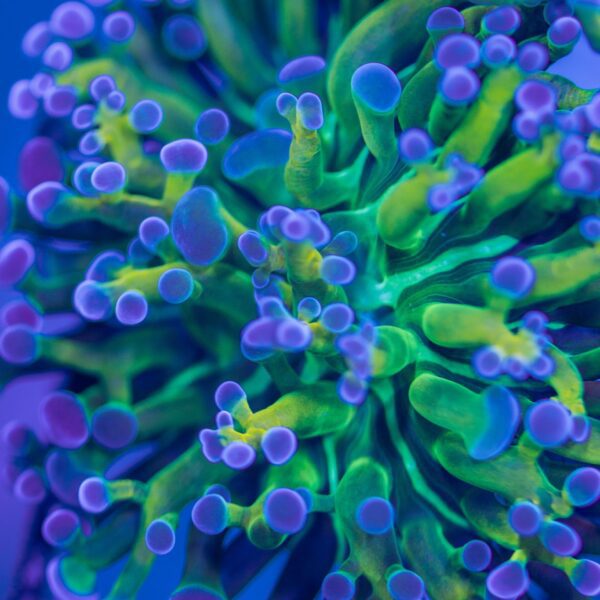 Rainbow Frogspawn