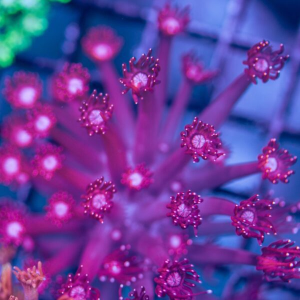 Lg BSA Neon Pink Glitter Tip Goni
