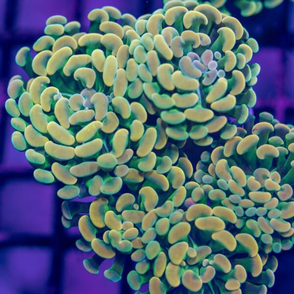Neon Gold Rainbow Hammer Colony
