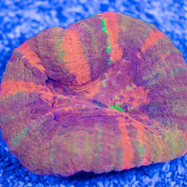 Insane Unique Scoly