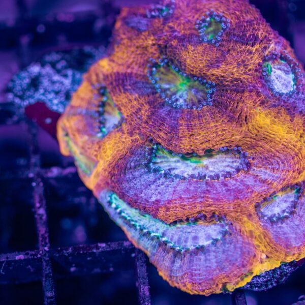 BSA Bali Sunset Echinata-Price Per Frag