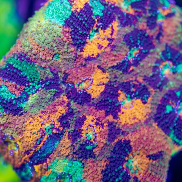 BSA Paint Splatter Echinata - Price Per Frag