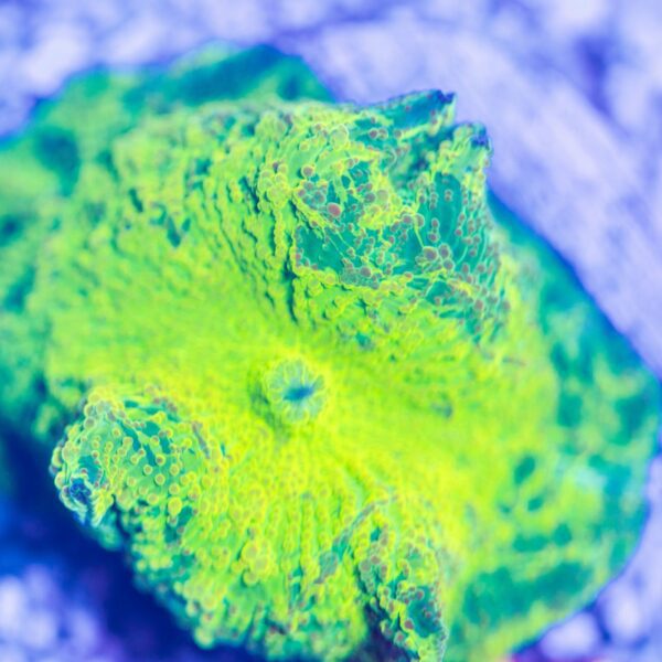Unique Blue/Yellow Kryptonite
