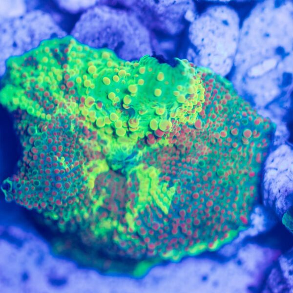 Rare Rainbow Kryptonite