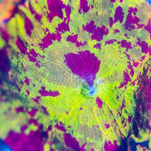 Incredible XL Rainbow Electus