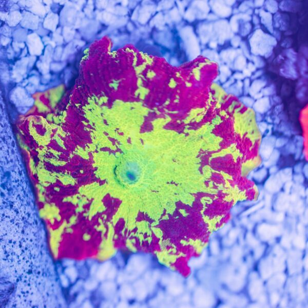 XL Splatter Electus