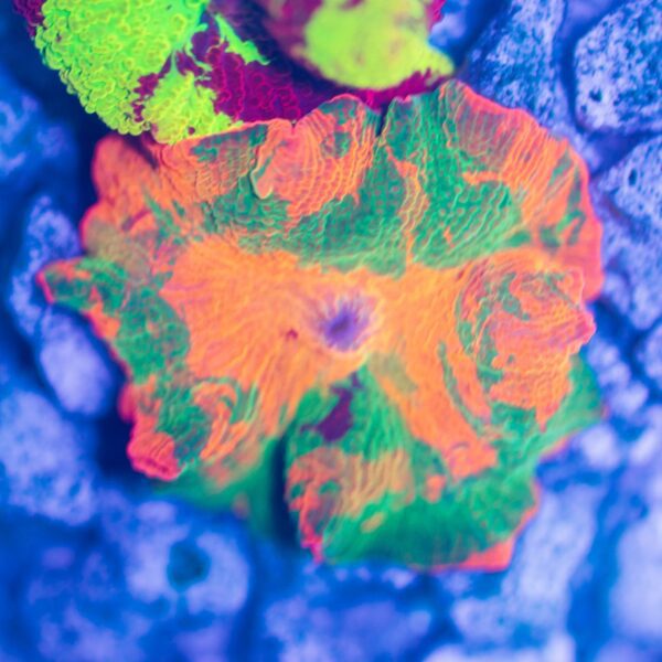 Rainbow Candy Crush With Purple