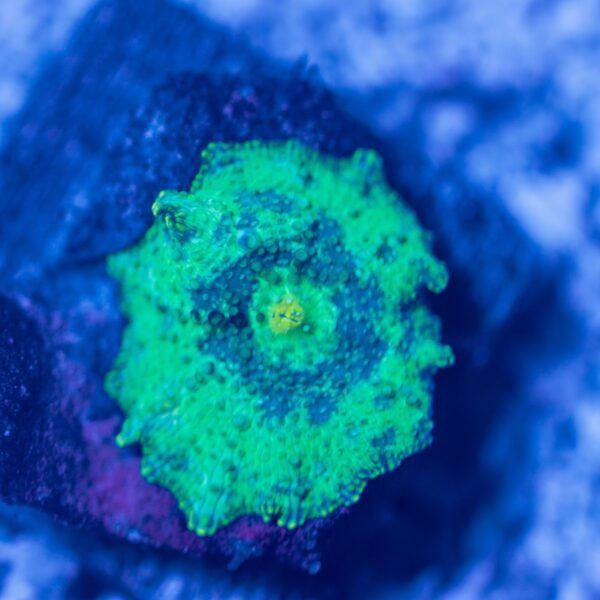 Unique Discosoma