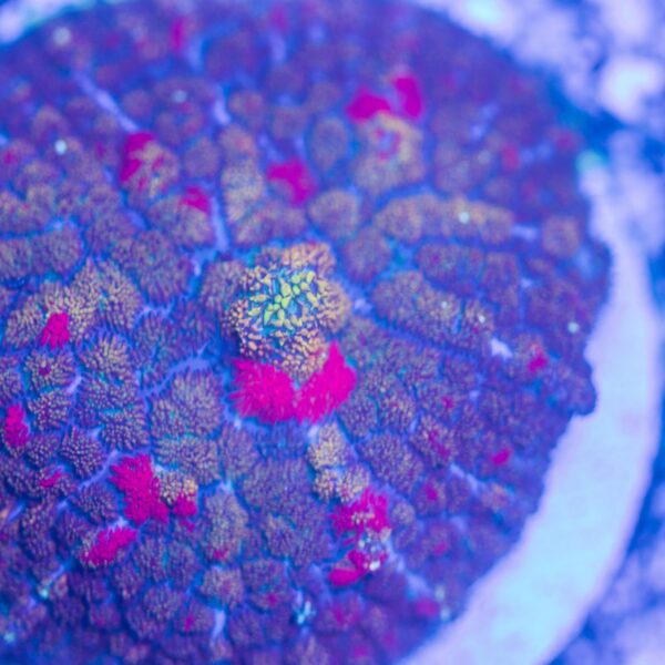 Crazy Rhodactis
